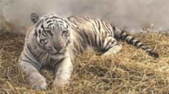 White tiger saved from war zone to get new home