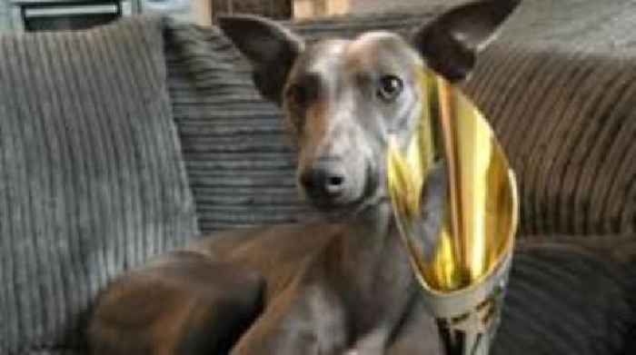 Warning as whippet dies from 'devastating' disease