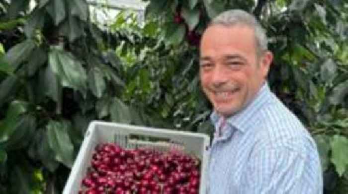 Kent farmers see bumper crop of cherries this year