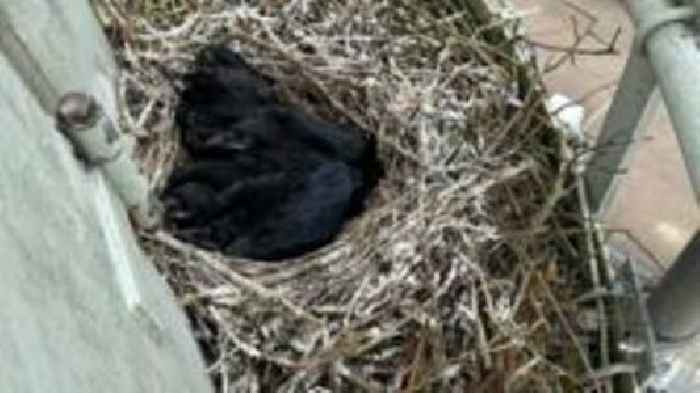 Ravens set up home on TV and radio mast