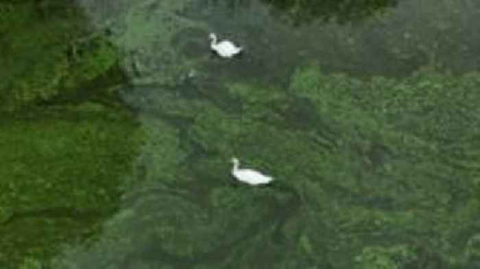 Dog owners warned about blue-green algae in Broads