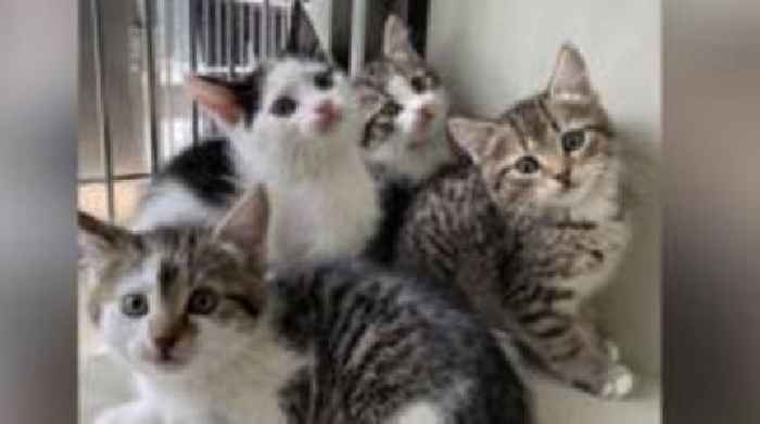 Kittens seek new home ground after stadium rescue