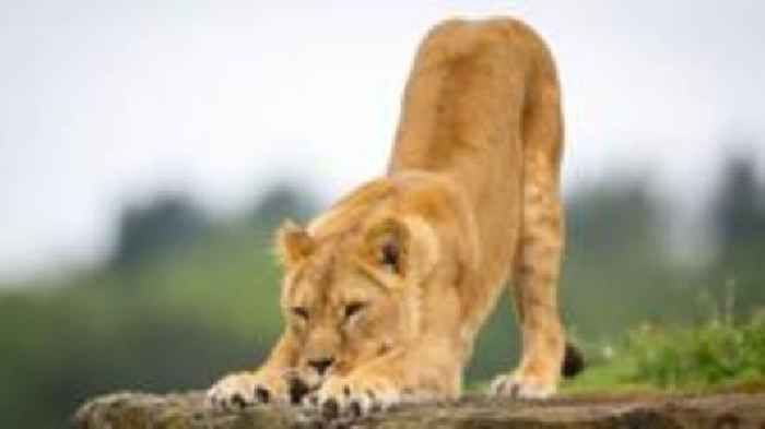 Wildlife park appeals for money to rescue Ukraine lions