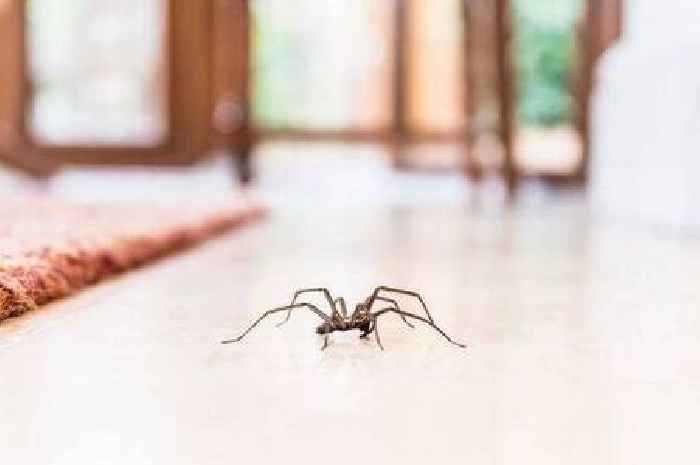 Health coach shares simple two-item hack to stop spiders coming into your home