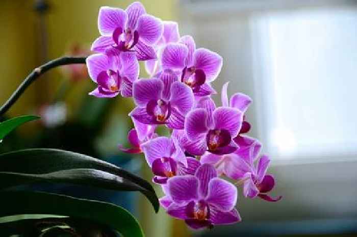 Orchids will flower like mad all summer long with natural fertiliser that's 'gold'