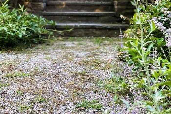 £1.25 product 'kills weeds in a matter of days' and is perfect for driveways and patios