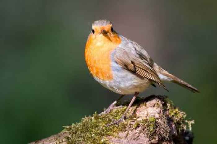 Make robins love your garden and keep returning with simple task this summer