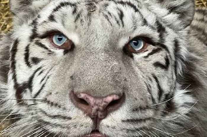 Tiger found abandoned in war-torn Ukraine set for new life in Lincolnshire
