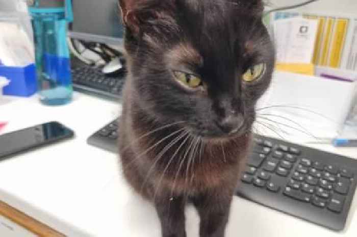Kitten found inside Yeovil laundry 'may have come in with delivery'