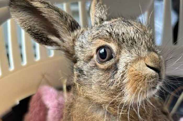 Farmer performs emergency C-section on hare with pen knife after killing beast in accident