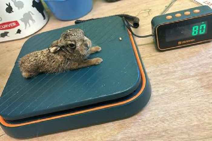 Scots farmer delivers 'little miracle' baby hare after mum killed in tragic accident