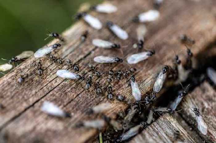 When is Flying Ant Day 2025 as 'record-breaking' annual insect event explained?