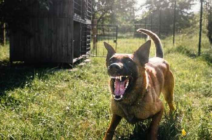 Large increase in dog attacks with dozens of 'disabling' injuries