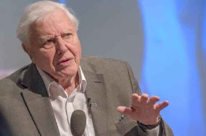 UK could get Attenborough Day bank holiday thanks to boy, eight