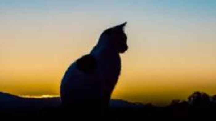 Cats highlighted in RSPCA summertime cruelty study