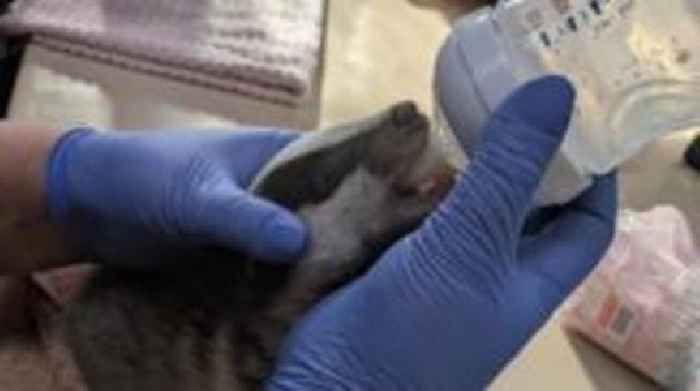 Animal charity hit with £12k bill over VAT dispute