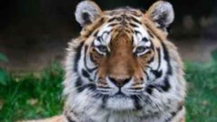 Female tiger killed by male during zoo introduction