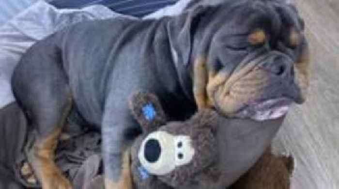 Animal cruelty reports rise by a third in a year