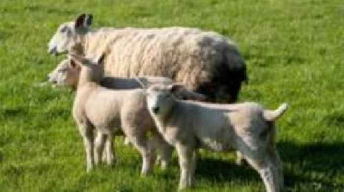 Bluetongue restrictions' impact on show planning