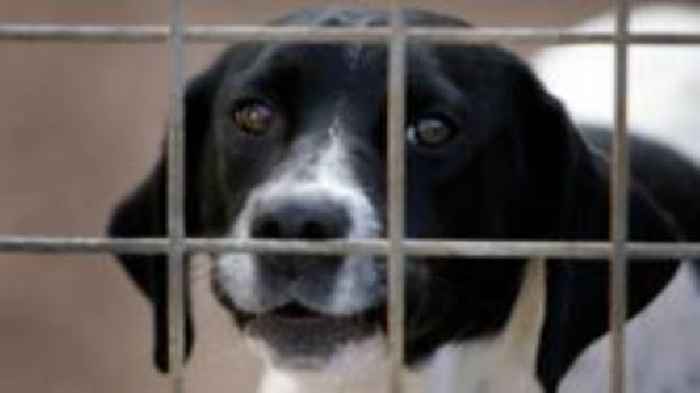 Reports of summer animal cruelty up in South East