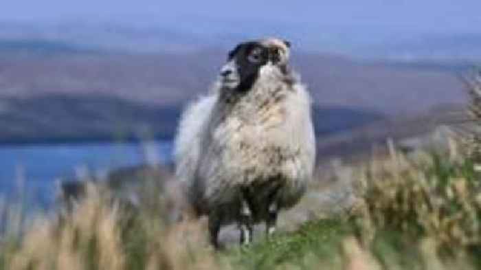 Vaccinate to tackle deadly livestock virus, warns chief vet