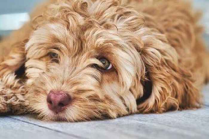 Vet issues warning over 'adorable' dog breed popular with families
