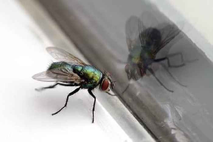Keep flies away from your home with 'game-changing' fruit and spice trick