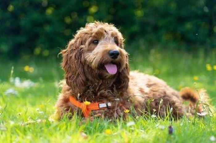 Vet issues warning over beloved family dog breed that's 'prone to health issues'