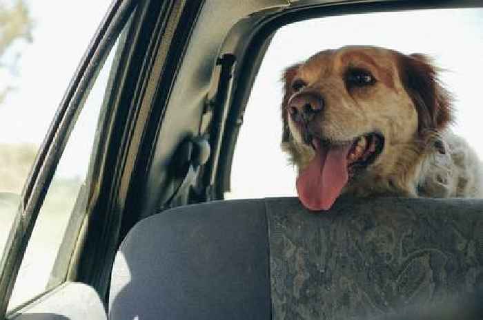 Dog owners warned after French Bulldog left in car dies in UK heatwave