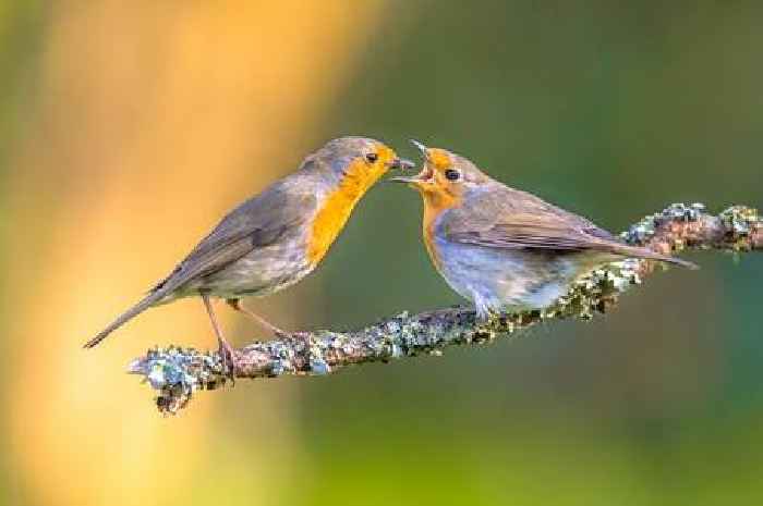 Easy task to perform to keep robins happy and loving your garden this summer