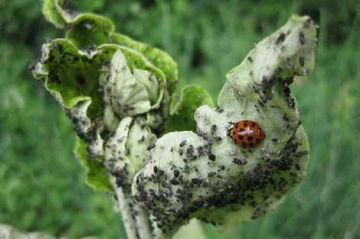 Gardeners must plant these 5 flowers to tackle aphid infestations