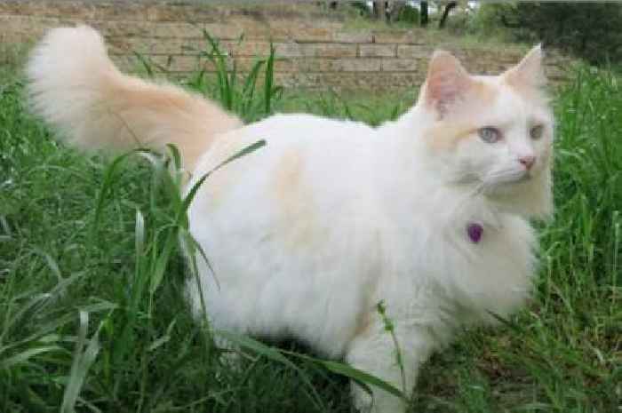 Woman cloned her cat for £18,000 because it was the 'closest thing to a soulmate'