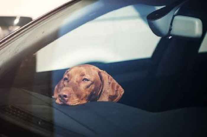 Vets issue major hot car warning over lesser known risk after dog dies in 'distressing and sad case'