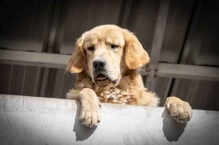 Dog owners warned over subtle signs of heatstroke including one on gums