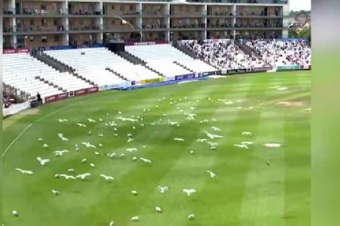 Seagulls and flying ants swarm Somerset cricket pitch