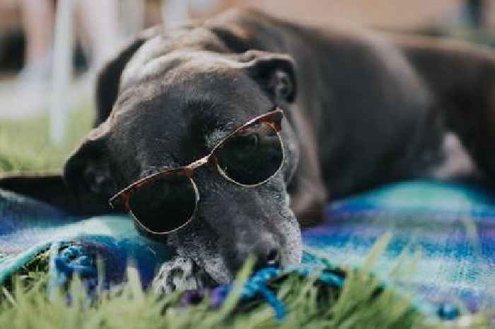 4 top tips for keeping cats and dogs cool in the heatwave