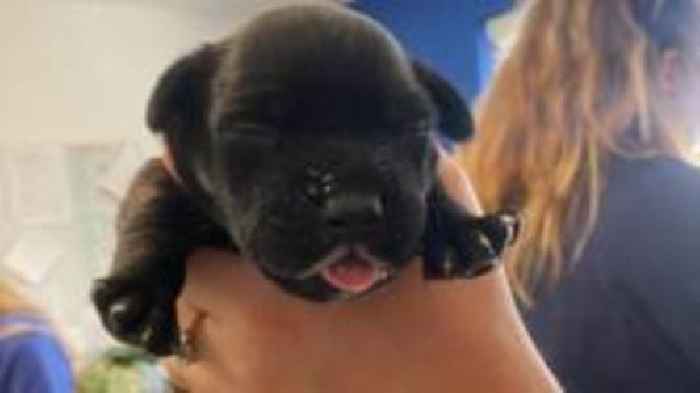 Dumped puppies 'lucky to survive hot weather'