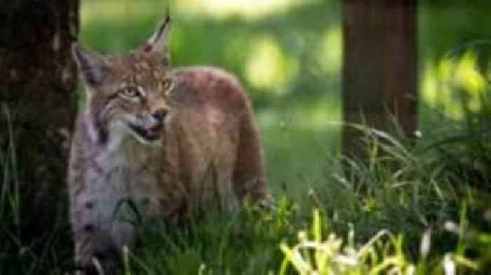 Lynx that were let loose in Cairngorms given names