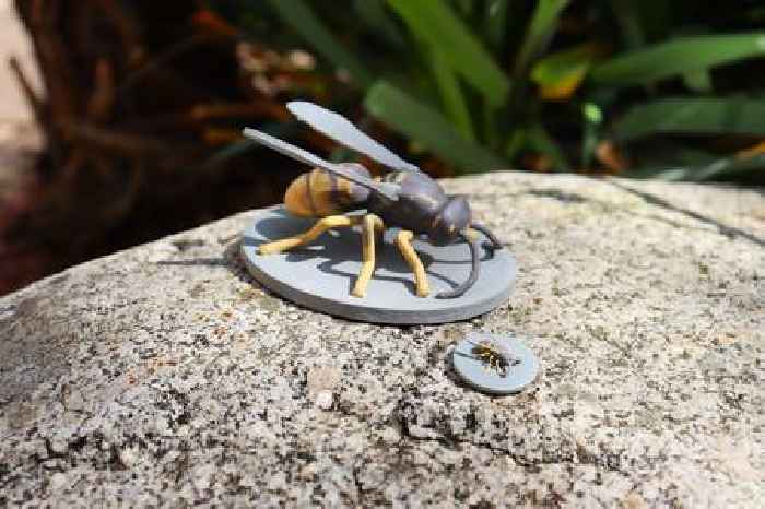 Flies disguised as wasps can’t fool birds