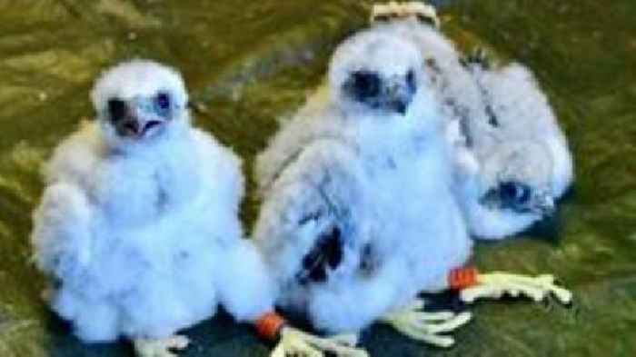 Ringing reveals trio of male falcon chicks