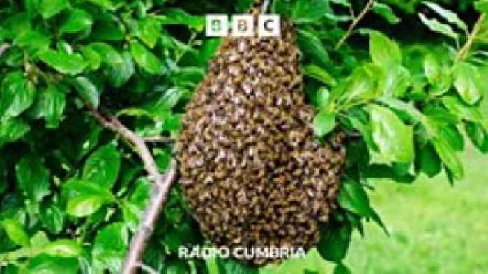 Bee alert in Cumbria