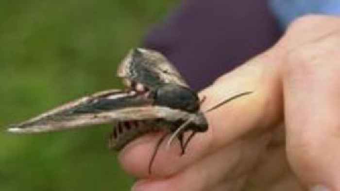 New book on 'weird and wonderful' wildlife