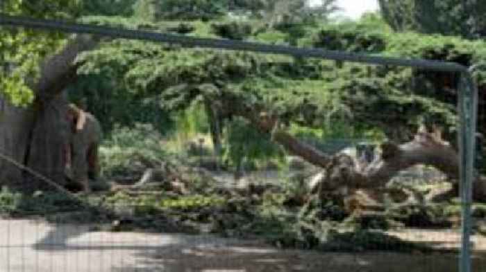 Southend tree fall tragedy: What do we know so far?