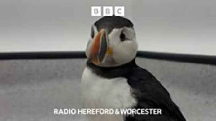 What's next for Hereford's lost puffin?