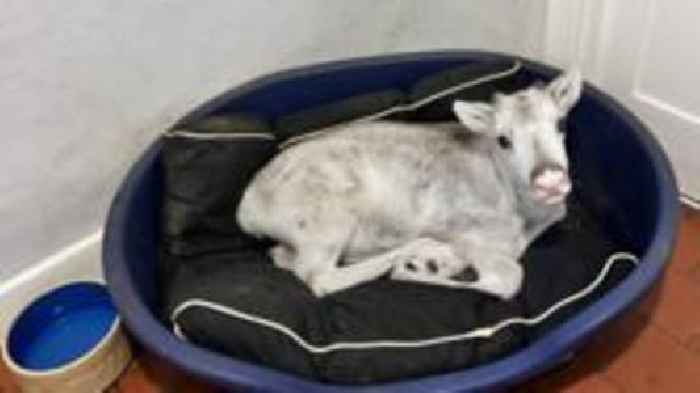 No more dog's life for Lars the baby reindeer