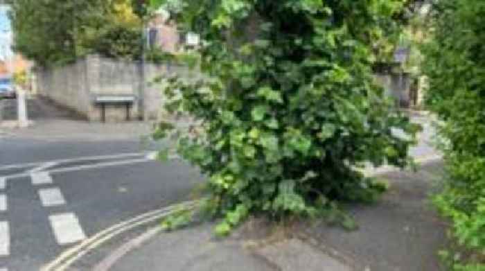 Trimmed tree fightback branded 'danger to drivers'