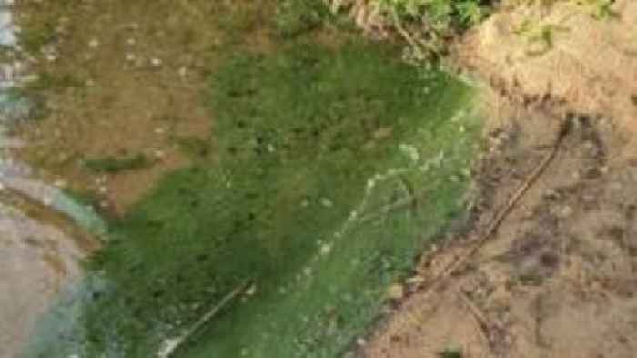 Pond warning issued after suspected algae outbreak