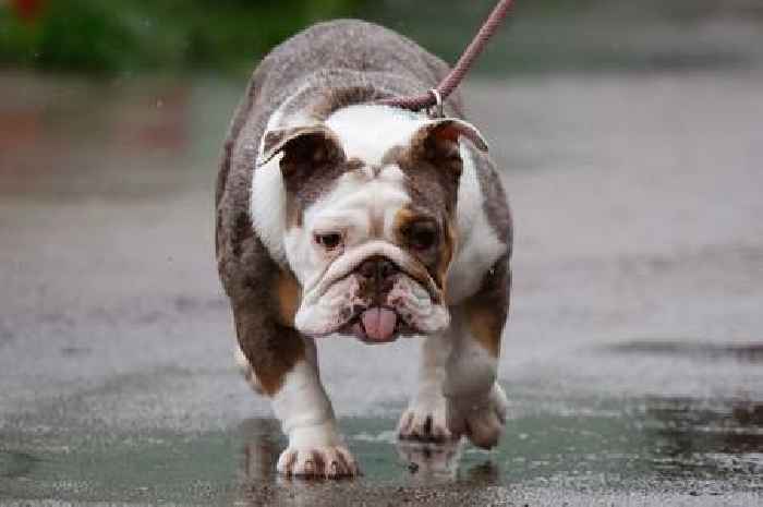Man avoids jail after throwing dog over fence onto concrete