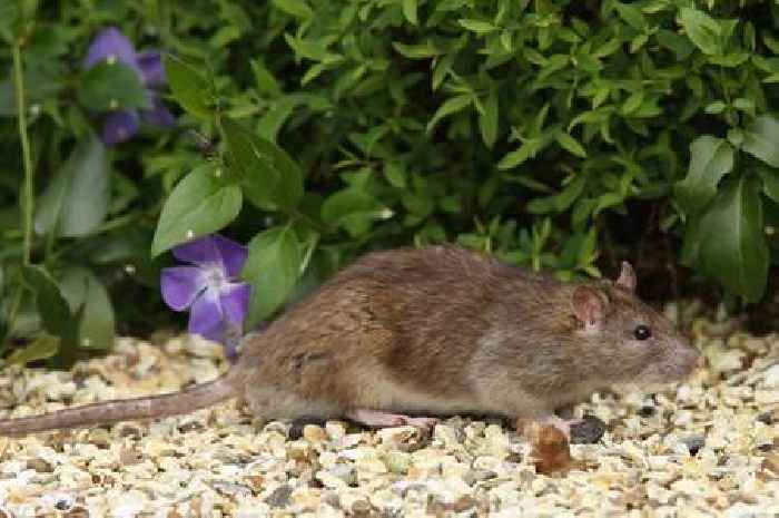 Simple solution keeps rats out of garden -  all you need is one natural ingredient