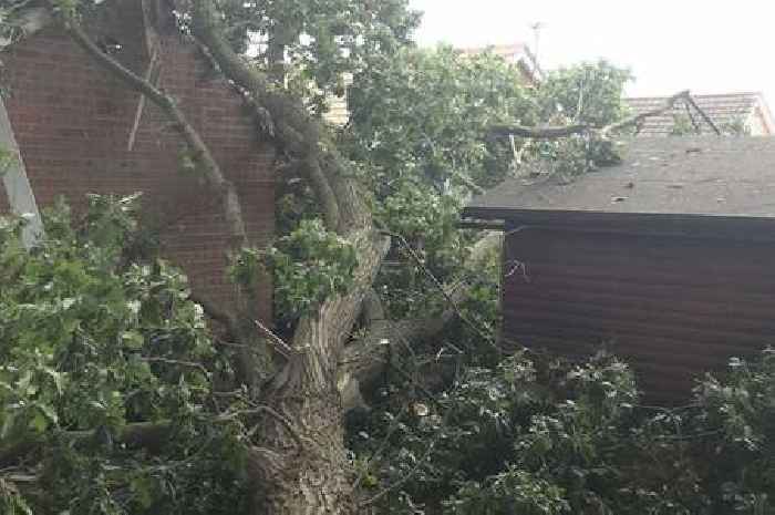 Man recalls 'almighty crash' as tree falls onto bungalows in North Hykeham